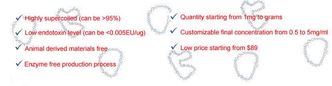 plasmid_purification