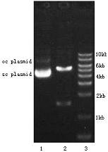 plasmid2